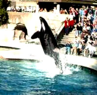 orca2 [ 27.17 Kb ]