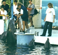 Foto copyright Helene O'Barry - izvor: www.dolphinproject.org Foto copyright Helene O'Barry - izvor: www.dolphinproject.org