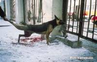 Chinese industry of dog fur 1 [ 75.21 Kb ]