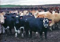 A cattle feedlot A cattle feedlot