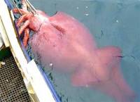 Giant Squid (AP) - source: www.signonsandiego.com