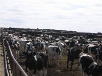 Izvor: www.cgin.coop, farmski uzgoj goveda [ 39.04 Kb ]