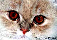 cat_pekas [ 19.57 Kb ]
