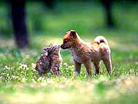 dog_and_cat [ 14.57 Kb ]