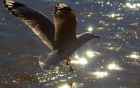 Bljesak i galeb - copyright Ray Drew [ 37.06 Kb ]