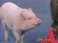 Smart Pig