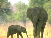 Elephants - source: www.filetransit.com [ 33.01 Kb ]