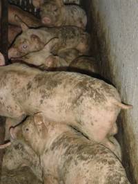 PIK Vrbovec farm12 [ 153.97 Kb ]