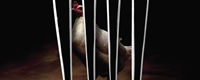 Photo of the month - Fork kills [ 23.77 Kb ]