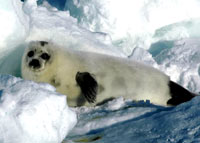 HSUS - seals [ 53.59 Kb ]