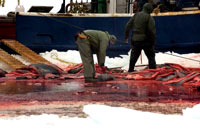 HSUS - Boat, Skinning [ 52.67 Kb ]