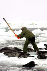 HSUS - Hunt, Killing, Seals 4 [ 60.43 Kb ]
