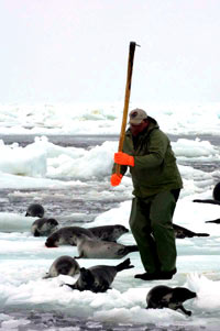 HSUS - Hunt, Killing, Seals 3 [ 61.97 Kb ]