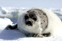 HSUS - Seal, Ragged 1 [ 42.42 Kb ]