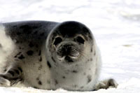 HSUS - Seal, Ragged 2 [ 41.06 Kb ]