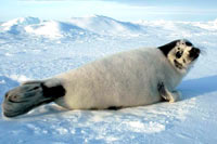HSUS - Seal, Ragged 2 [ 44.22 Kb ]