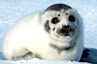 HSUS - Seal, Ragged 3 [ 40.01 Kb ]