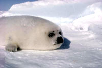 Seal hunt - Harp seal pup 1 [ 31.56 Kb ]