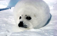 Seal hunt - Harp seal pup 2 [ 33.34 Kb ]