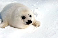 Seal hunt - Harp seal pup 4 [ 28.41 Kb ]