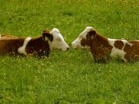 Cows on the medow [ 60.66 Kb ]