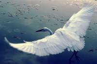 Wings [ 24.98 Kb ]