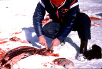 Seal hunt - Sealer 6 [ 55.61 Kb ]