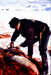 Seal hunt - Sealer 7 [ 106.69 Kb ]