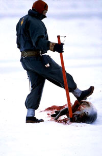 Seal hunt - Rolling Over Seal [ 94.53 Kb ]