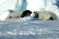 HSUS - Seal kiss [ 45.24 Kb ]