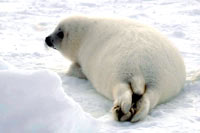 HSUS - Mladun�e tuljana, odostraga [ 27.39 Kb ]