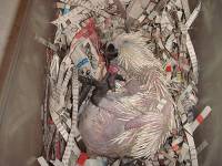 Mrtva beba cockatoo_pet du�an [ 61.14 Kb ]