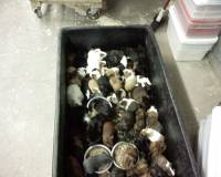 Guinea pigs_pet du�an [ 41.52 Kb ]