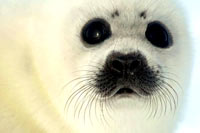 HSUS - Seal pup, face 1 [ 33.06 Kb ]
