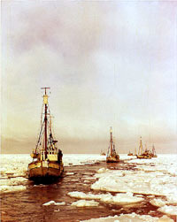 Seal hunt - boats [ 97.69 Kb ]