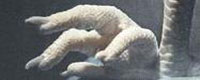 Photo of the month-finger [ 28.53 Kb ]