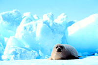 Seal hunt - seal 1 [ 28.60 Kb ]
