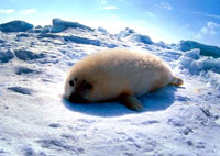 Seal hunt - seal 3 [ 72.71 Kb ]