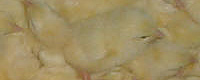 Photo of the month - Male chicks [ 53.37 Kb ]