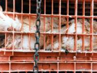 Chickens in transport Chickens in transport
