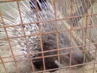 Zoo u Zatonu Obrova�kom 1
