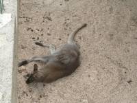 Zoo u Zatonu Obrova�kom 2