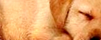 If you wouldn't, don't do it to other animals! [ 270.80 Kb ]