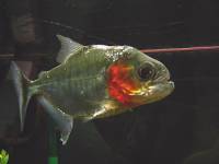 Green Tiger Piranha [ 22.97 Kb ]