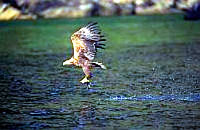 eagle [ 12.60 Kb ]