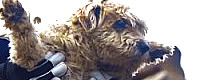 Japan dog rescue following tsunami - photo: AP, source: Global Animal [ 242.26 Kb ]