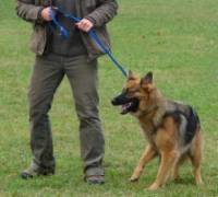 Ka�njavanje - izvor: www.ka-dog.hr
