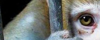 Animal testing [ 62.99 Kb ]