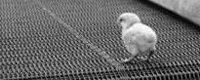 Conveyor belt [ 103.12 Kb ]