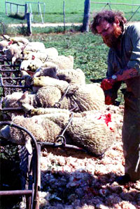 Uzgoj, transport i klanje ovaca 8 [ 92.79 Kb ]